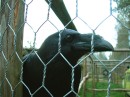 2-3 Korppi_Common Raven  in  zoological park Escurialis * 640 x 480 * (197KB)
